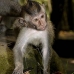 monkey_macaque_balinese_mf_ubud_v_0641_bal0647.jpg